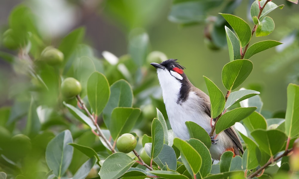 a bird sits on a branch