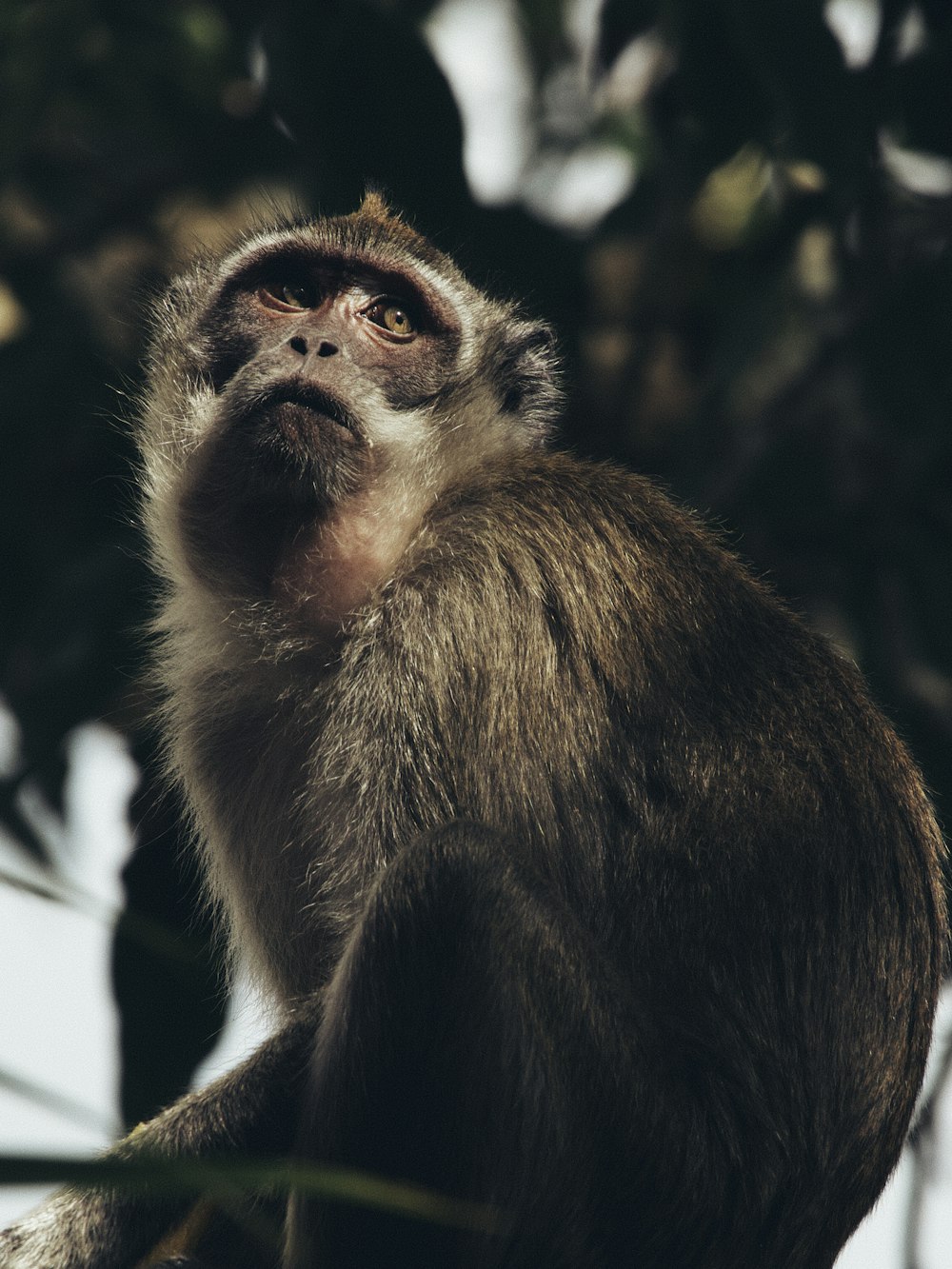 a monkey looking at the camera