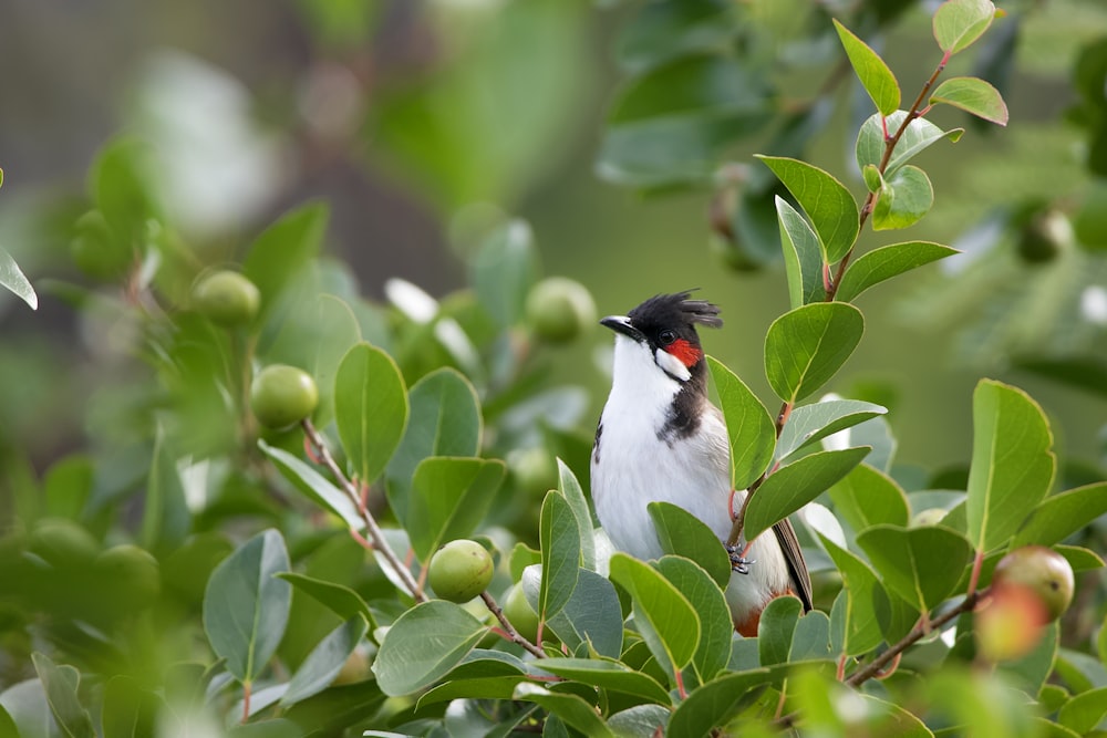 a bird sits on a branch