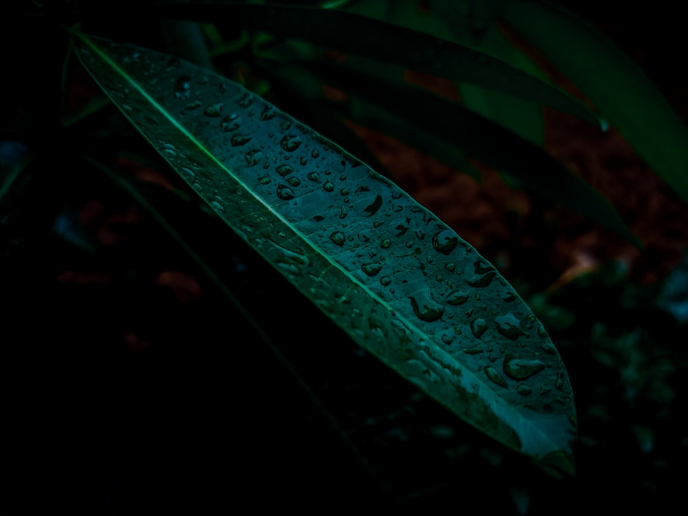 a close up of a leaf