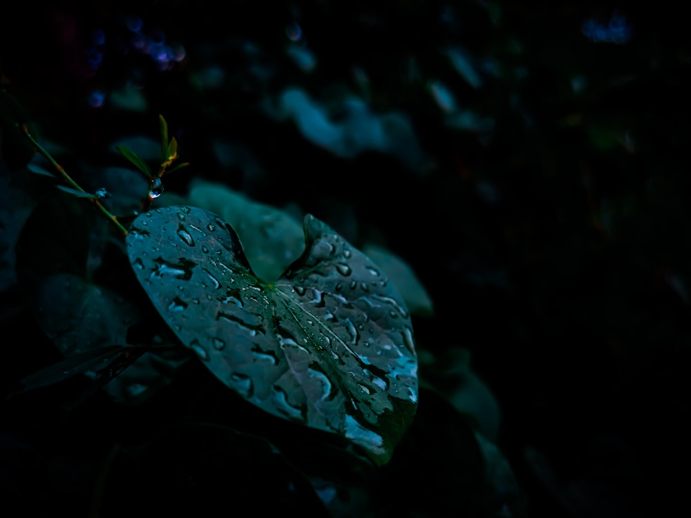 a leaf on a plant