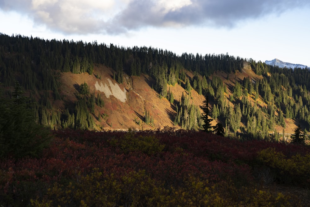 un paesaggio con alberi e colline