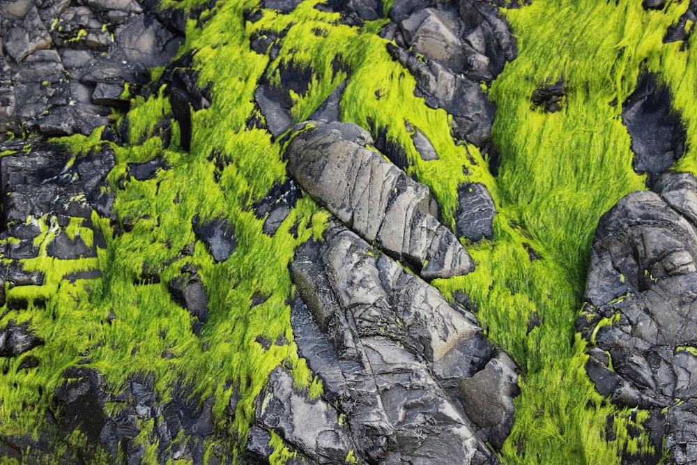 a group of rocks with moss on them