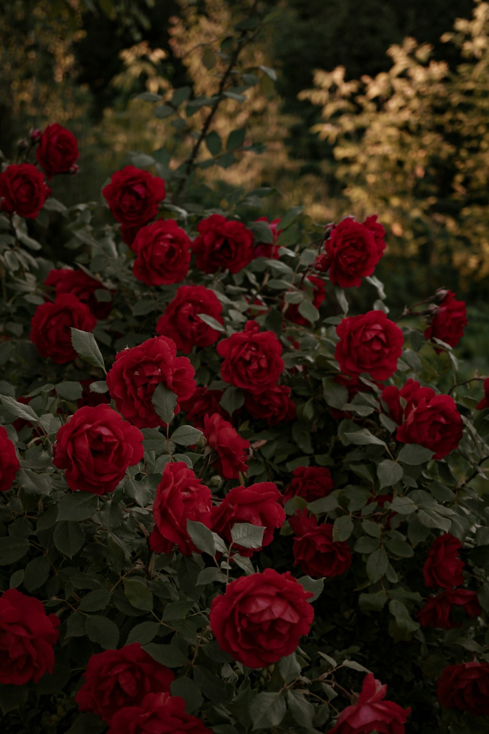 a group of red roses