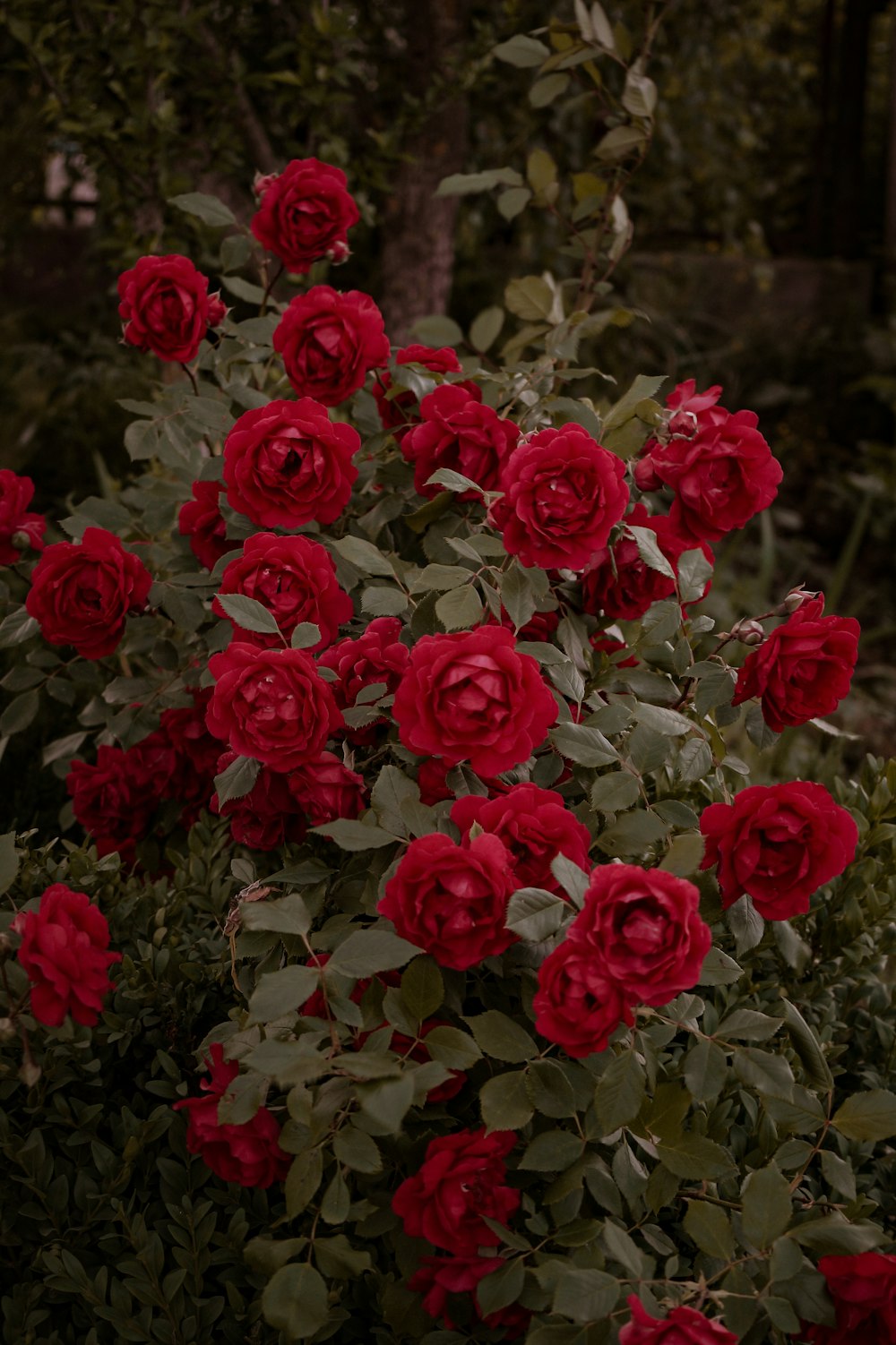 a bouquet of red roses