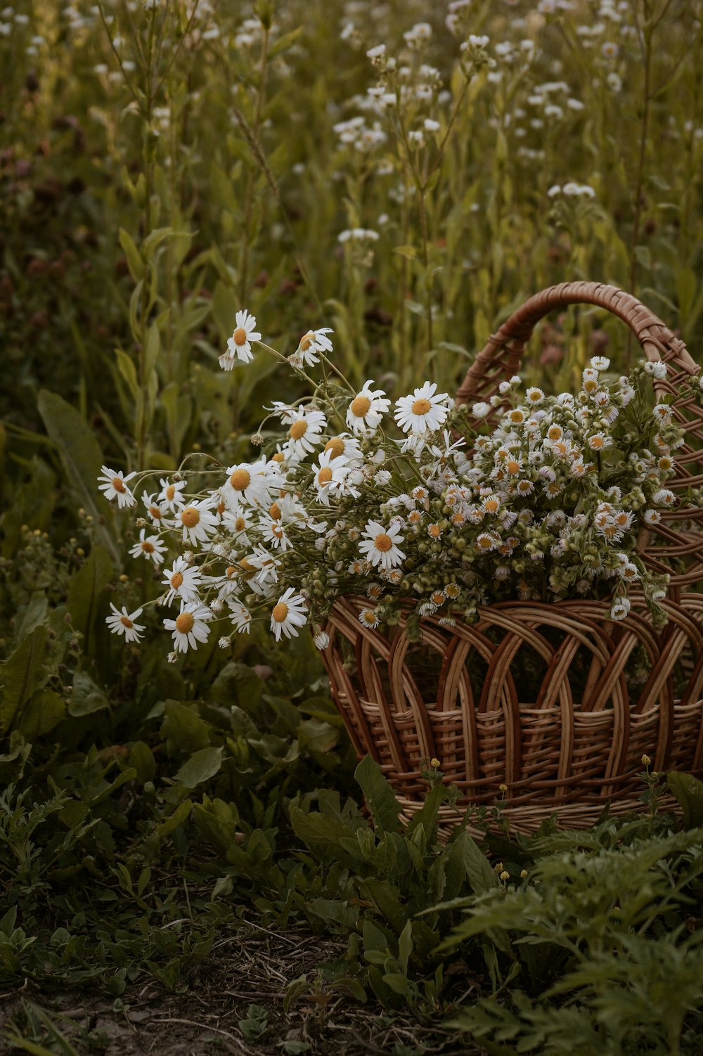 ein Korb mit weißen Blumen