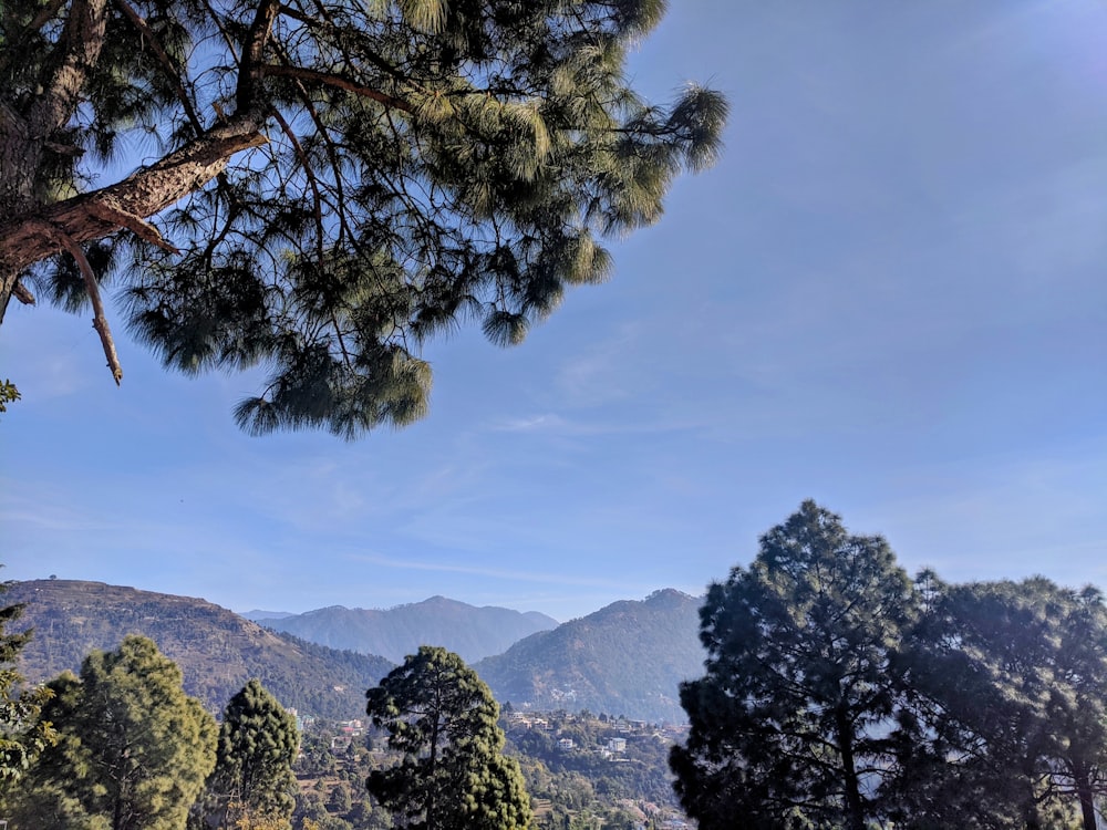 a tree with mountains in the background