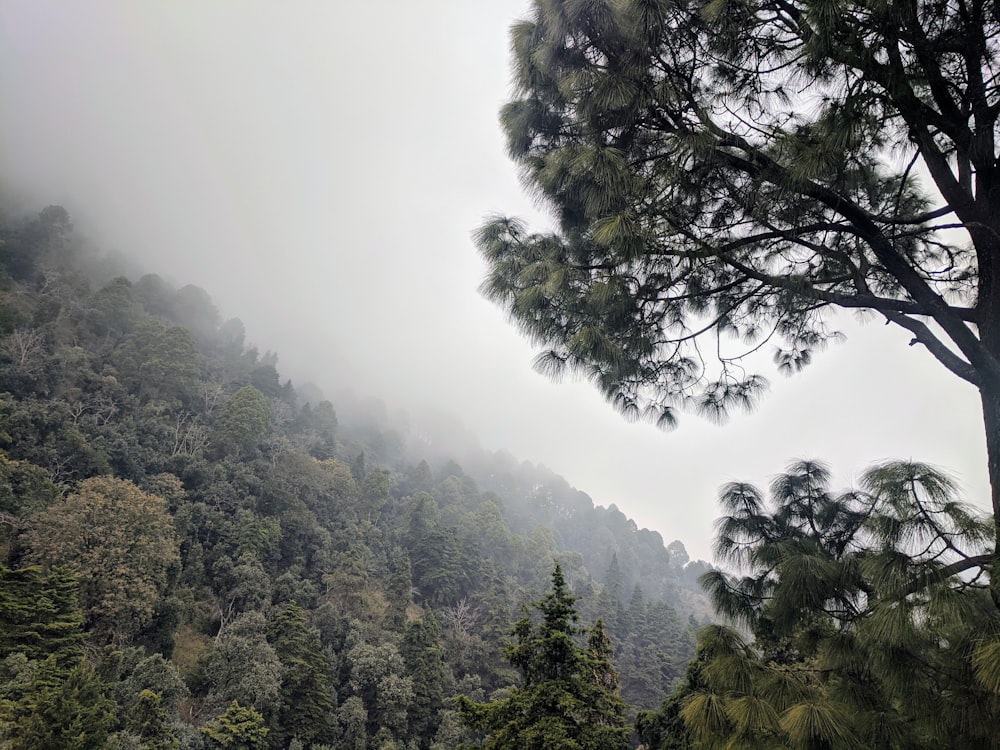 a tree on a mountain