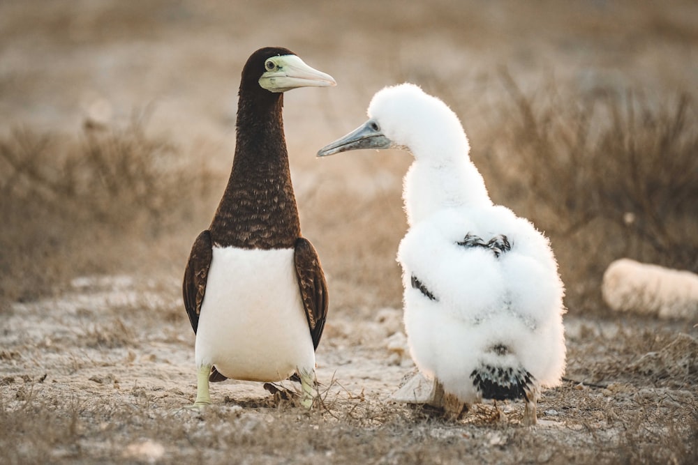 a couple of birds standing on sand