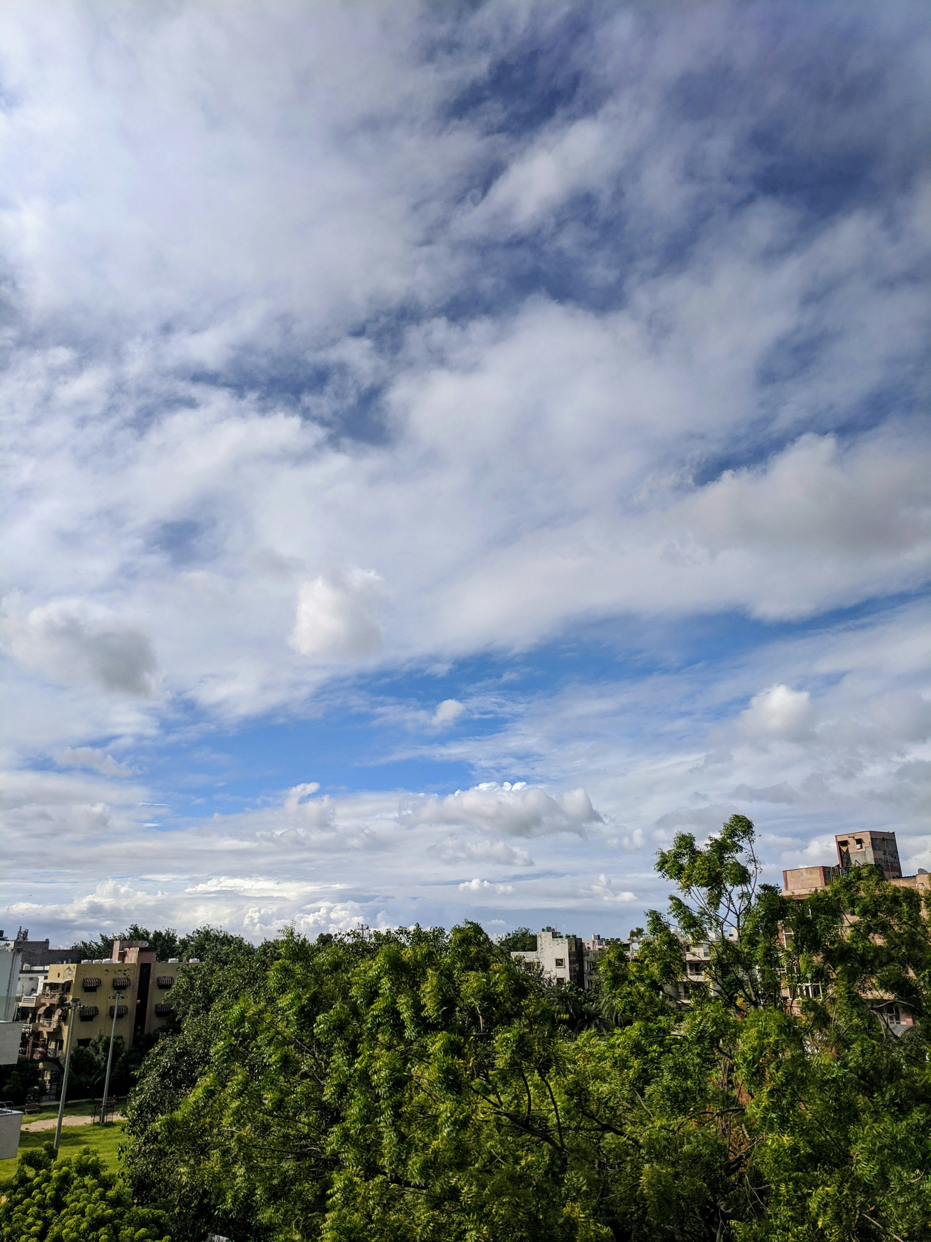a group of trees with buildings in the background