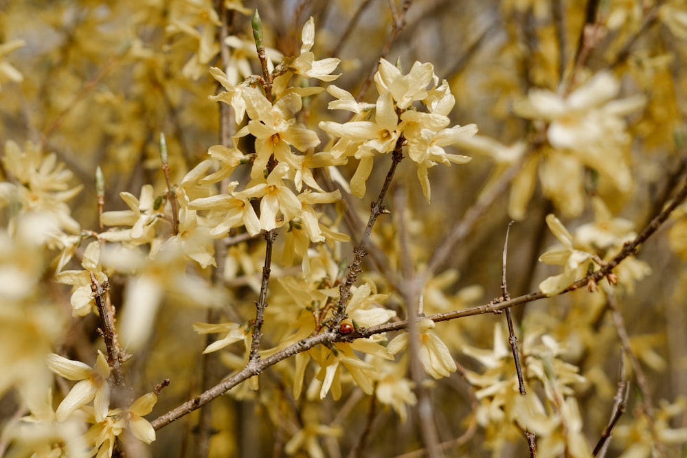 a close up of a tree branch