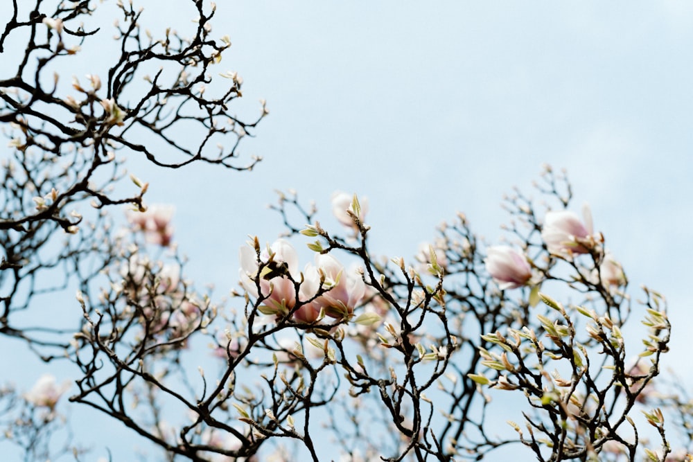 a tree with pink flowers