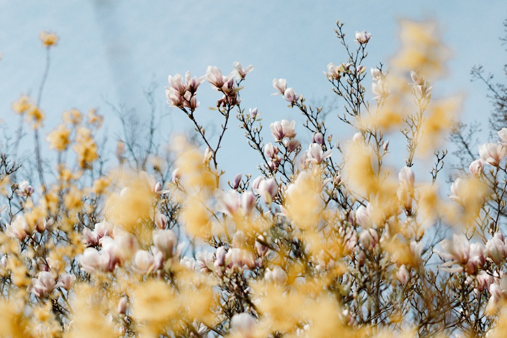 un champ de fleurs jaunes