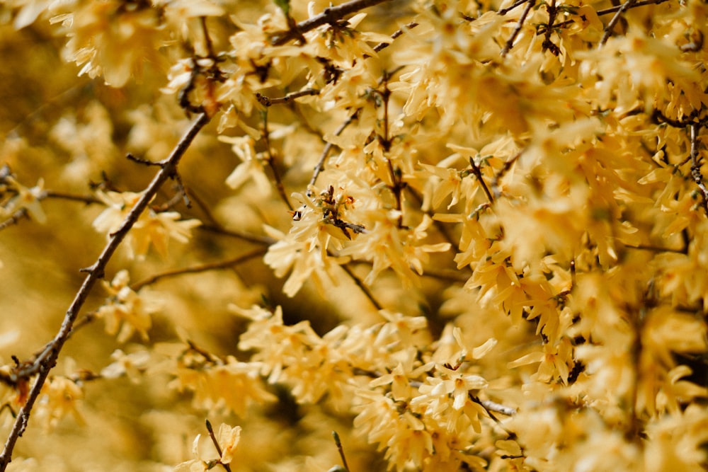 a close up of a tree branch with yellow flowers