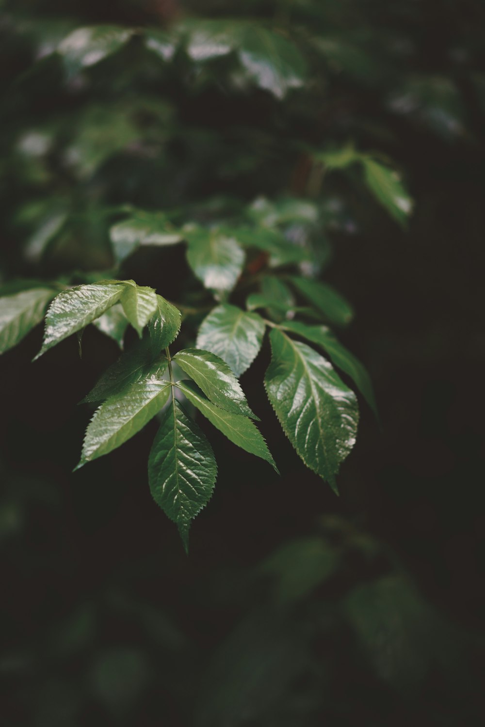 a close up of a plant