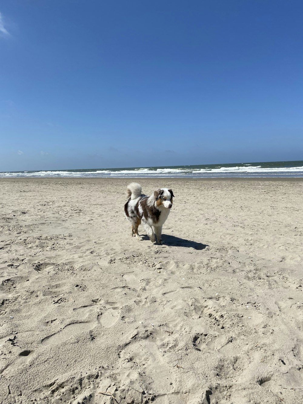 um cão em pé em uma praia