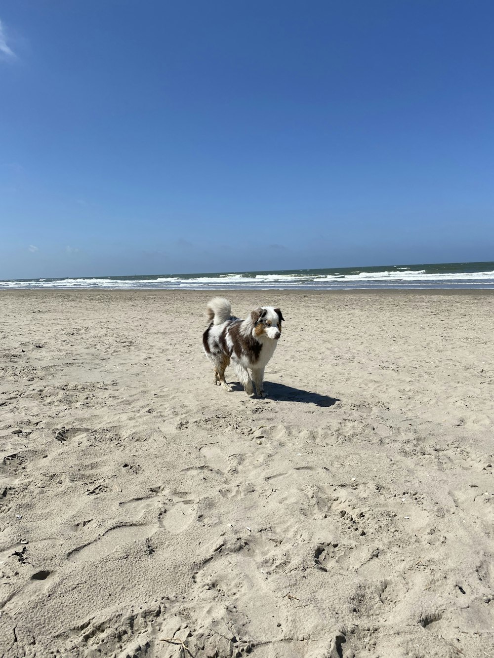 a dog standing on a beach