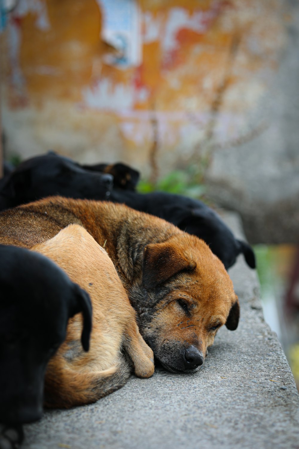 a dog lying on the ground