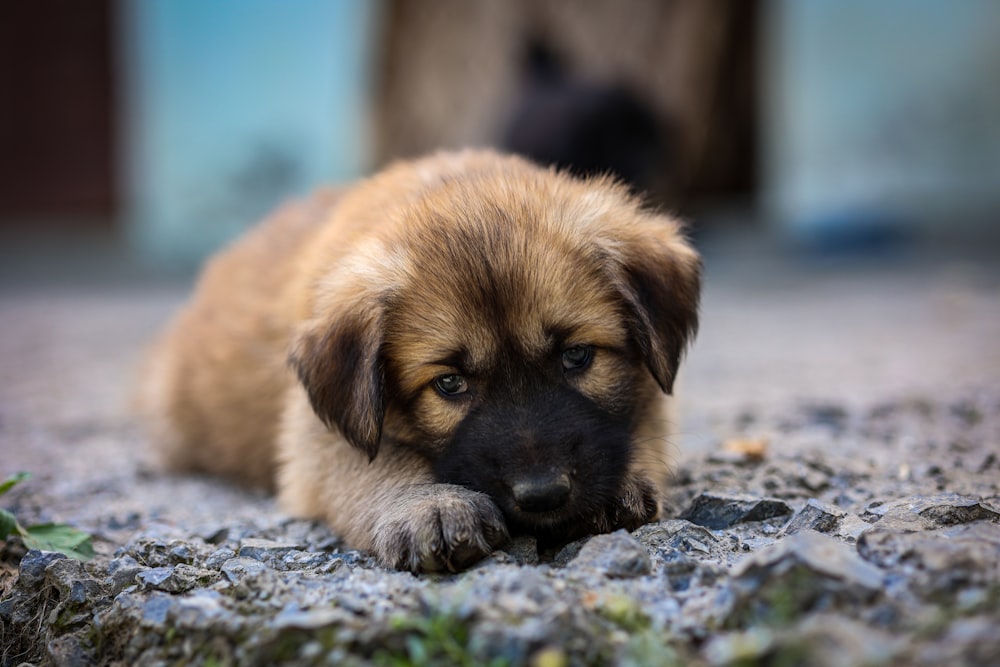 a puppy lying on the ground