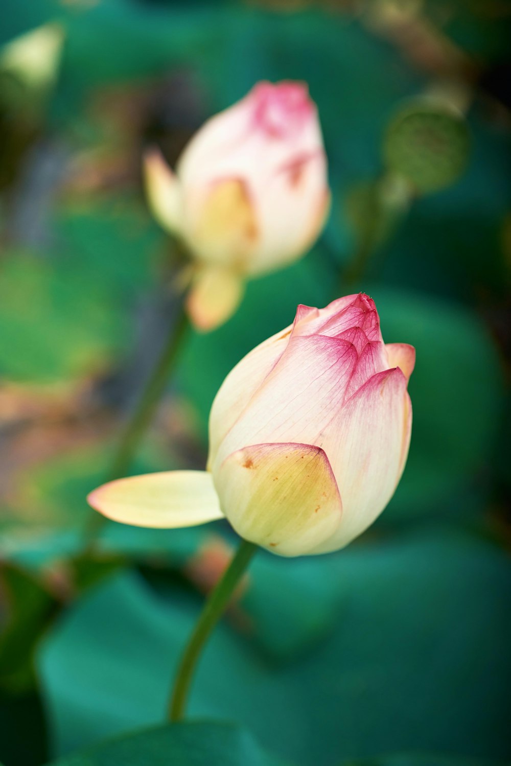 a close up of a flower