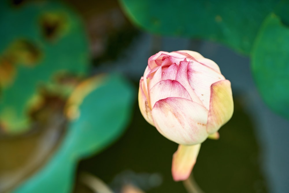 a pink flower on a plant