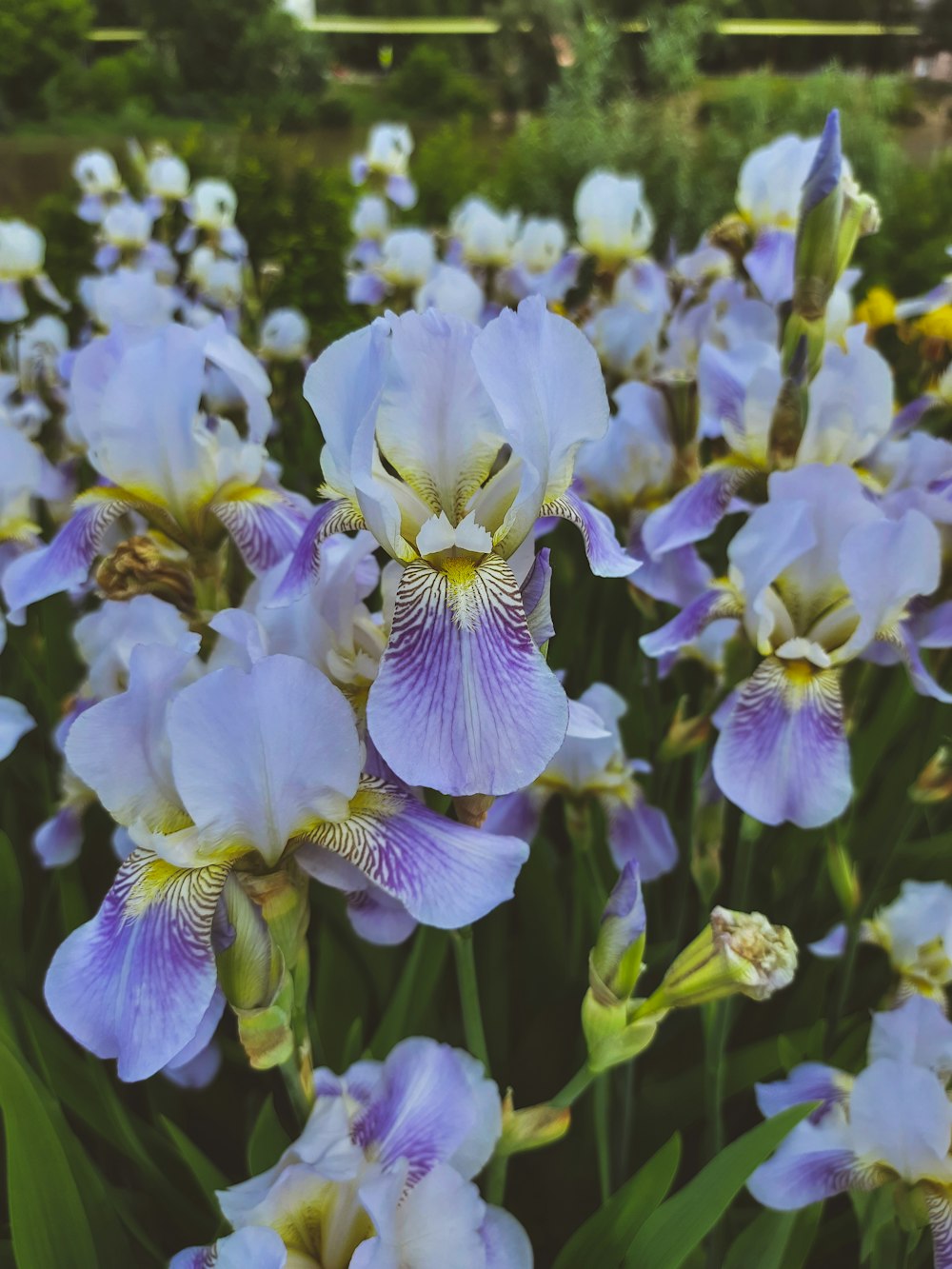 a group of flowers