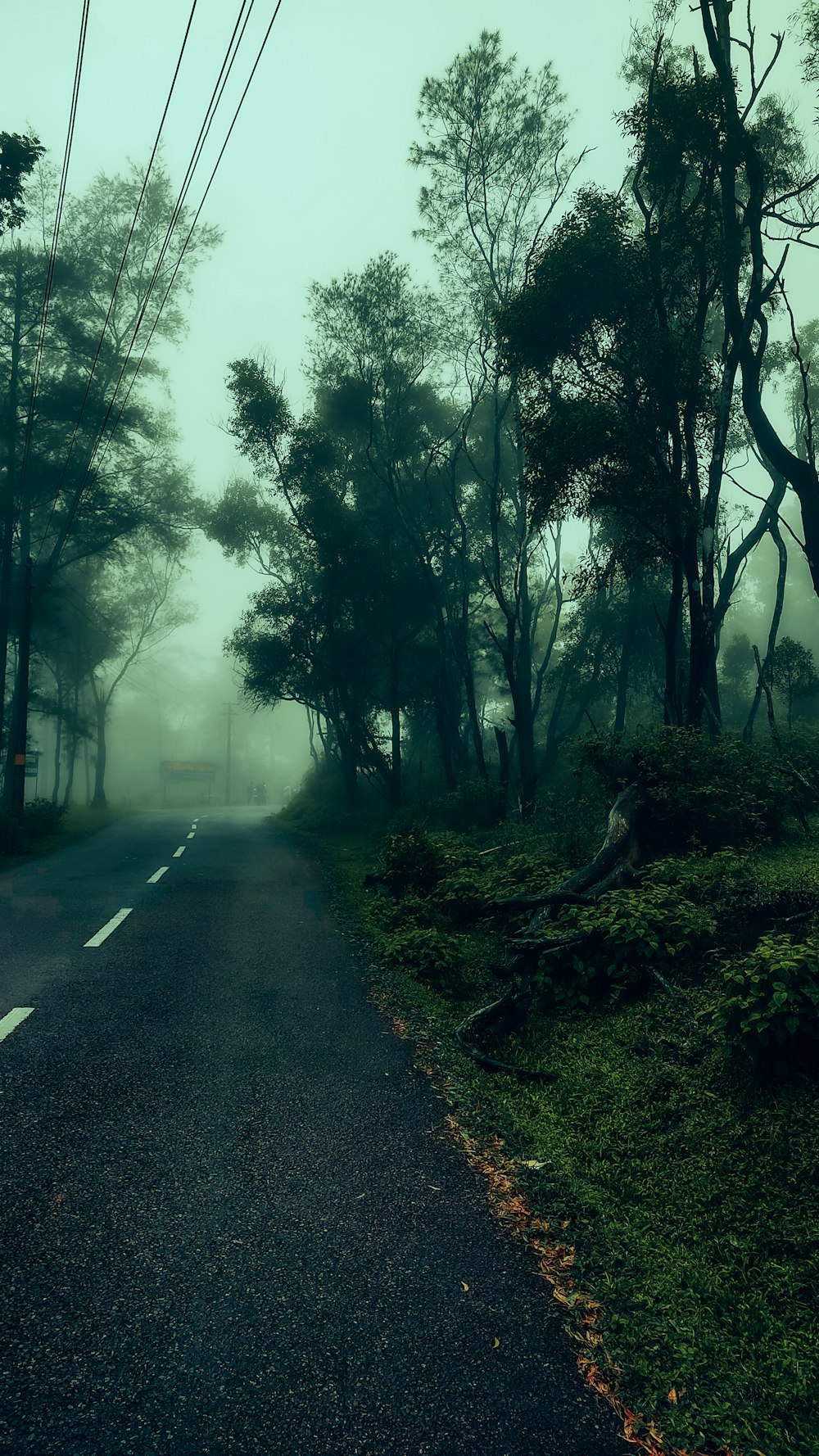 a road with trees on the side