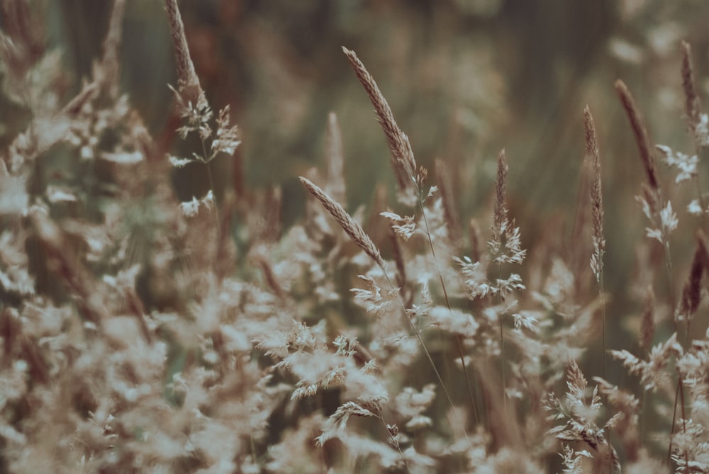 close up of a plant