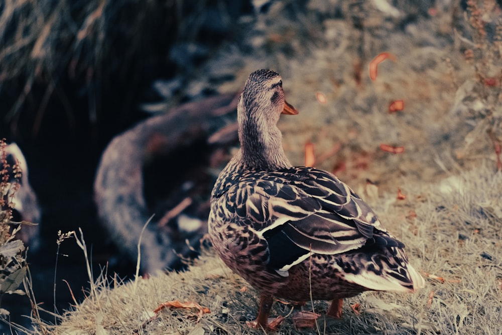 a duck standing on grass