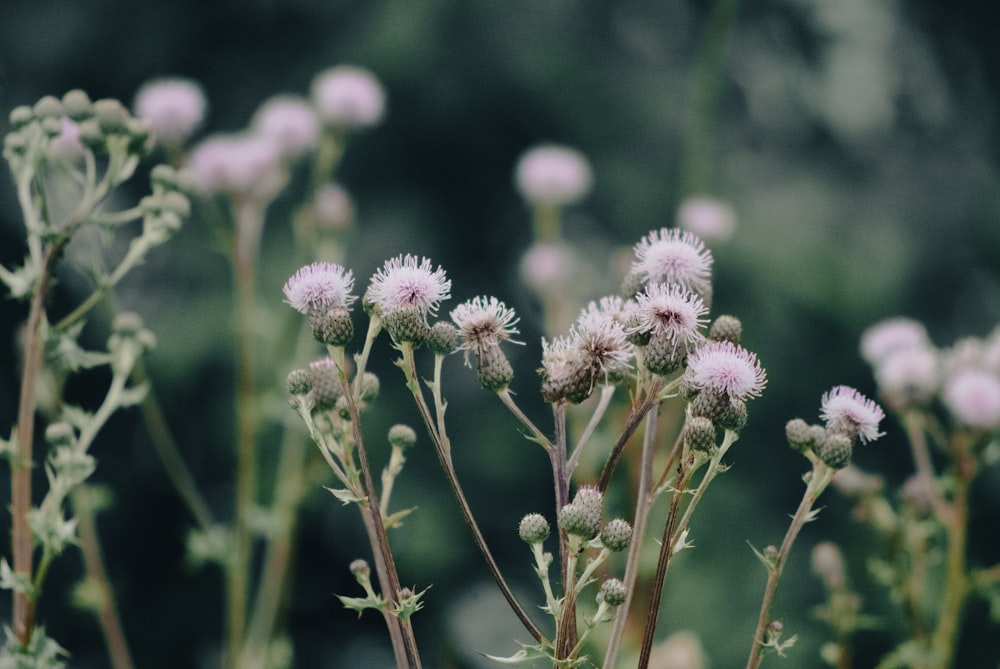 close up of a plant