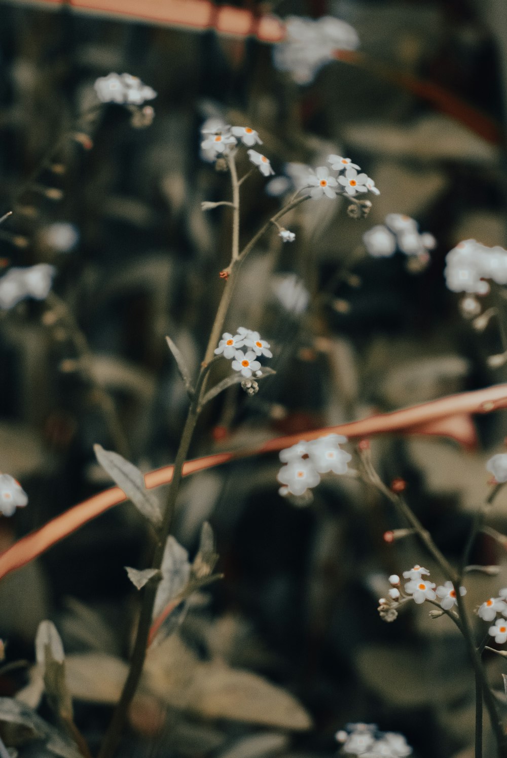 close up of white flowers