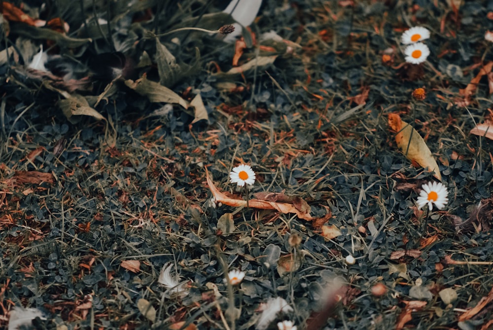 a group of flowers