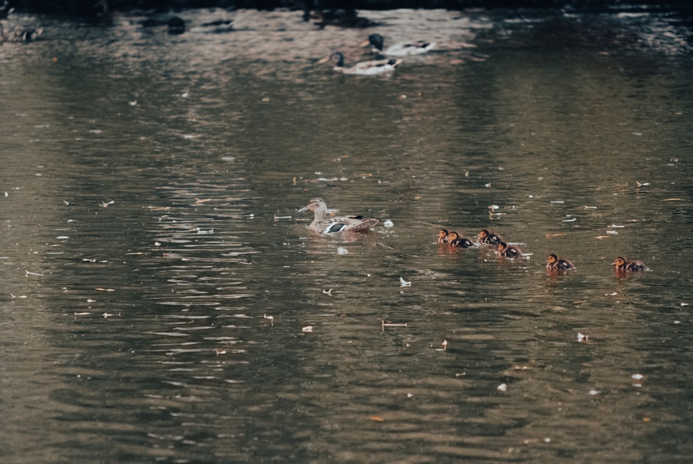 a group of ducks swimming in a pond