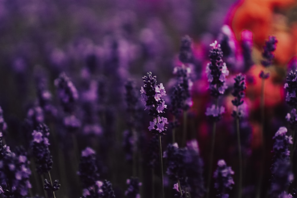 a close up of purple flowers