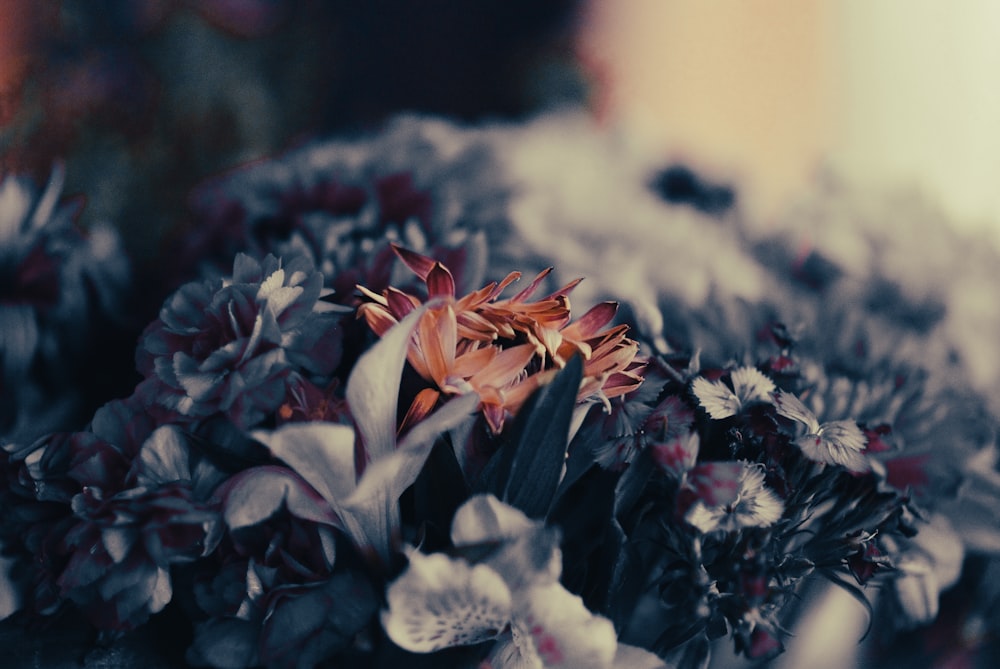 close up of flowers