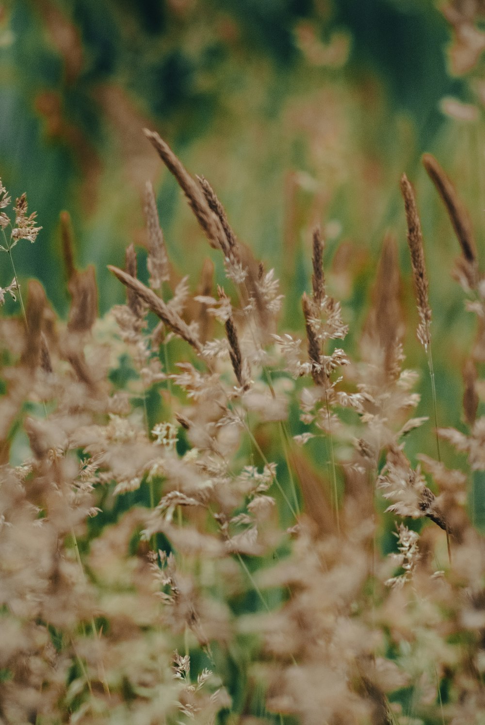 close up of a plant