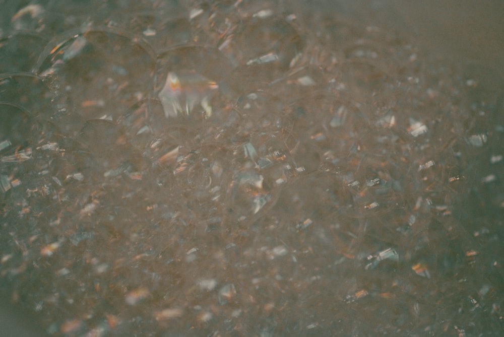 a group of fish swimming in water