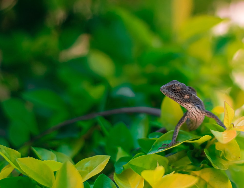 a small animal on a branch