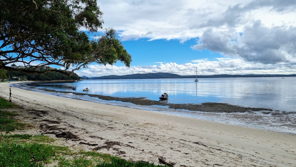 a beach with a tree and a body of water