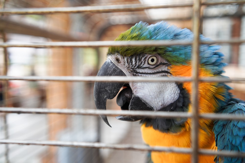 un perroquet à la tête bleue et orange