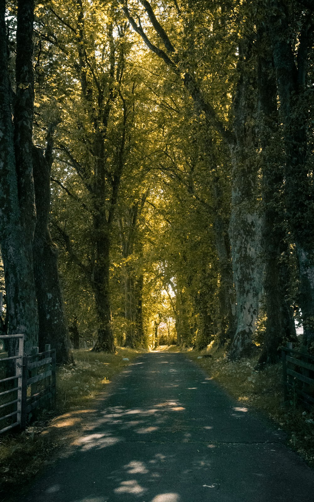 a path with trees on either side