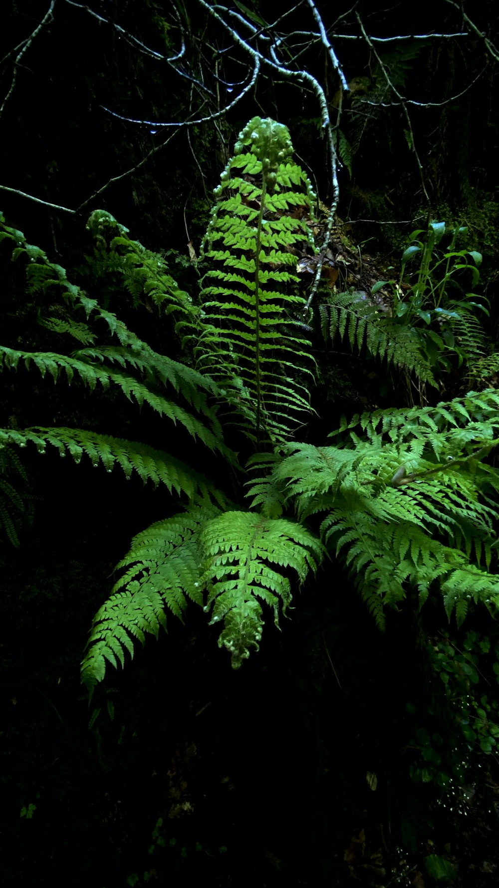 a group of ferns in a forest