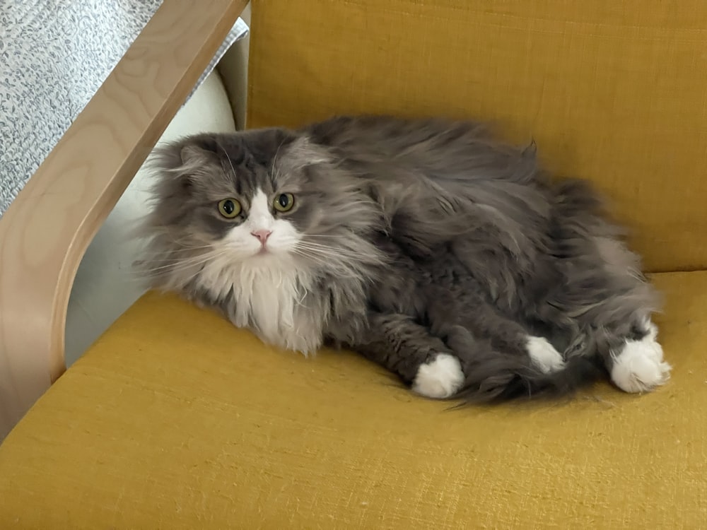 a cat lying on a chair