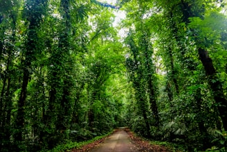 a dirt road through a forest