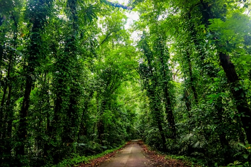 a dirt road through a forest