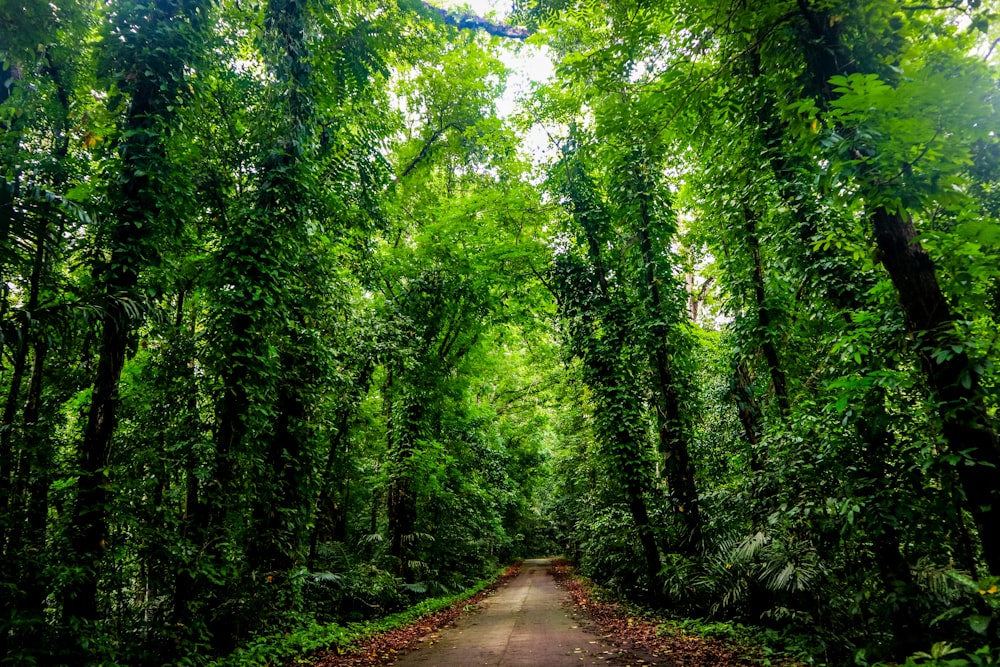 a dirt road through a forest