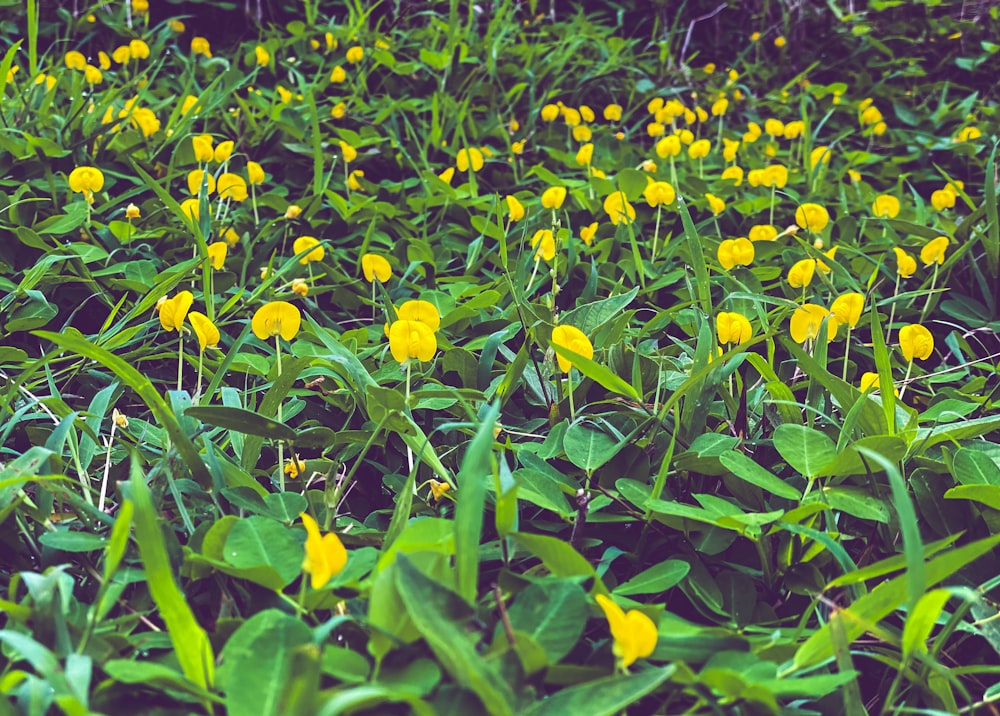 a field of yellow flowers