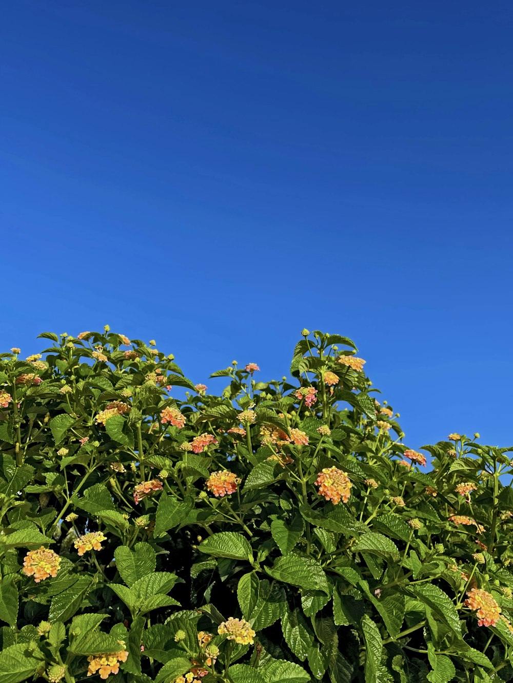 a bush with yellow flowers