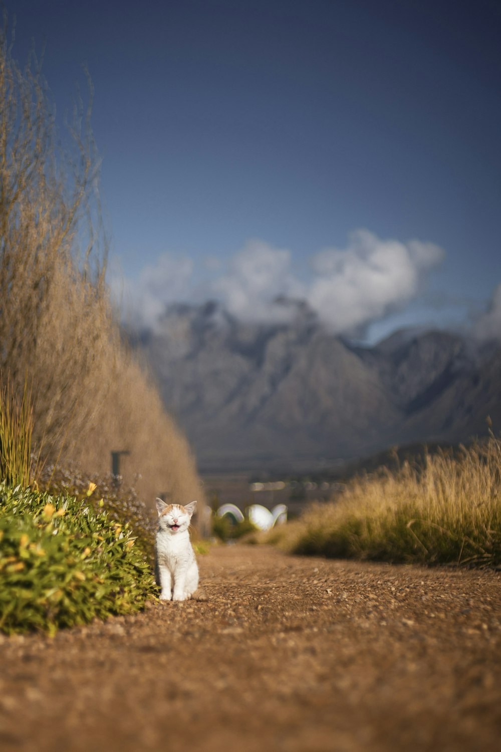 a cat walking on a dirt road