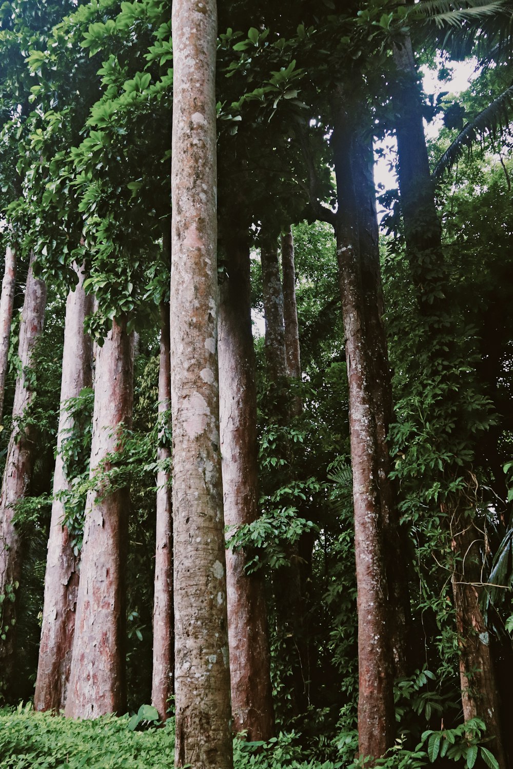 a group of trees in a forest